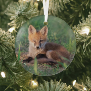 Cutest Baby Animals   Red Fox Kit Relaxing Glass Ornament