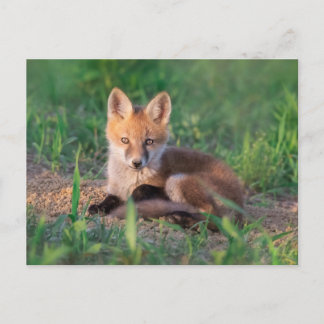 Cutest Baby Animals | Red Fox Kit Relaxing Postcard