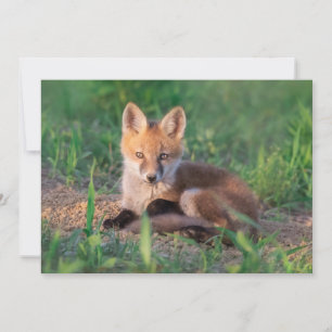 Cutest Baby Animals Red Fox Kit Relaxing Thank You Card