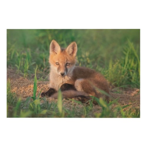 Cutest Baby Animals  Red Fox Kit Relaxing Wood Wall Art