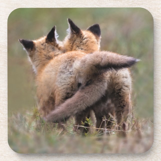 Cutest Baby Animals | Red Fox Kits Locking Tails Beverage Coaster (Front)