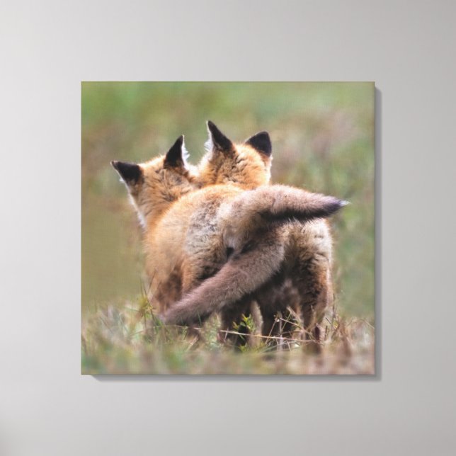 Cutest Baby Animals | Red Fox Kits Locking Tails Canvas Print (Front)
