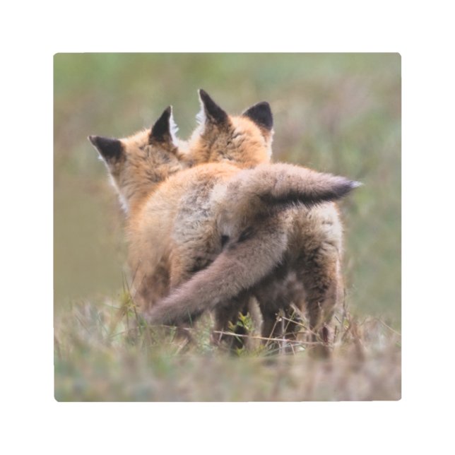 Cutest Baby Animals | Red Fox Kits Locking Tails Metal Print (Front)