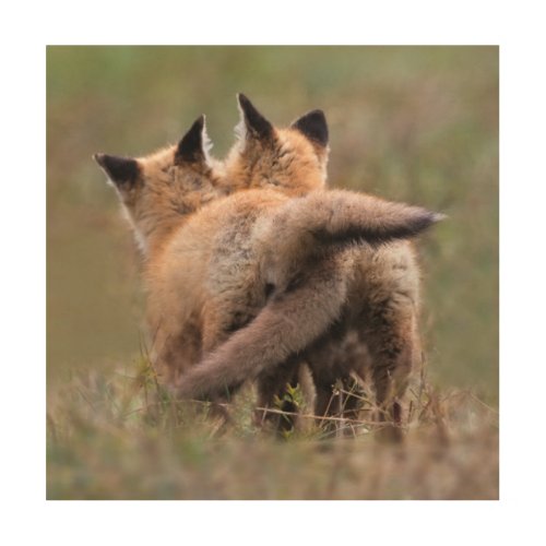 Cutest Baby Animals  Red Fox Kits Locking Tails Wood Wall Art