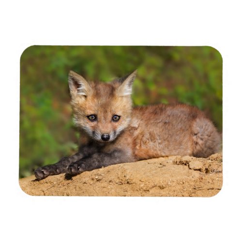 Cutest Baby Animals  Red Fox Pup Magnet