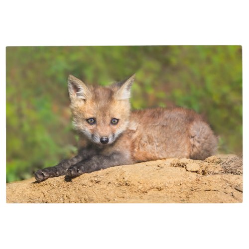 Cutest Baby Animals  Red Fox Pup Metal Print