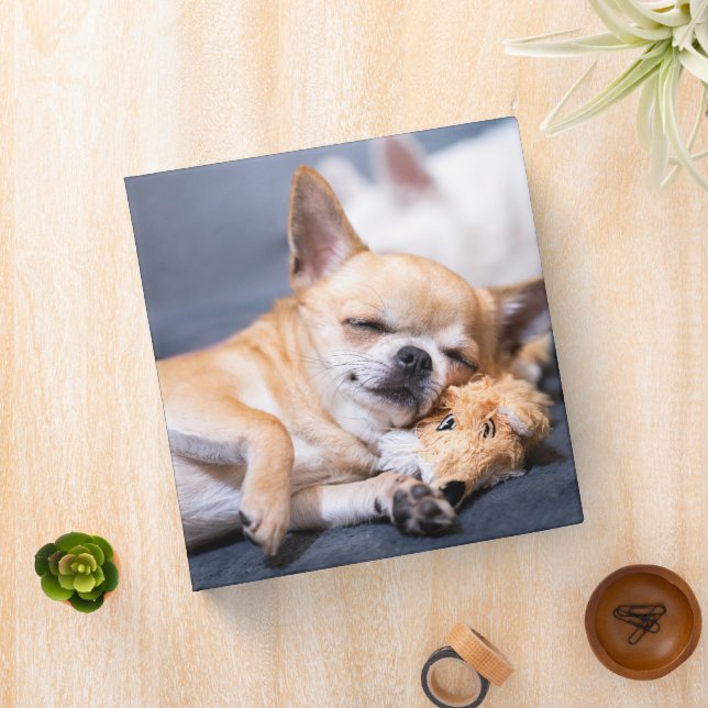 Cutest Baby Animals | Red-haired Chihuahua Dog 3 Ring Binder (In Situ)