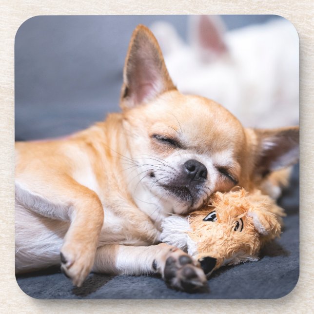 Cutest Baby Animals | Red-haired Chihuahua Dog Beverage Coaster (Front)