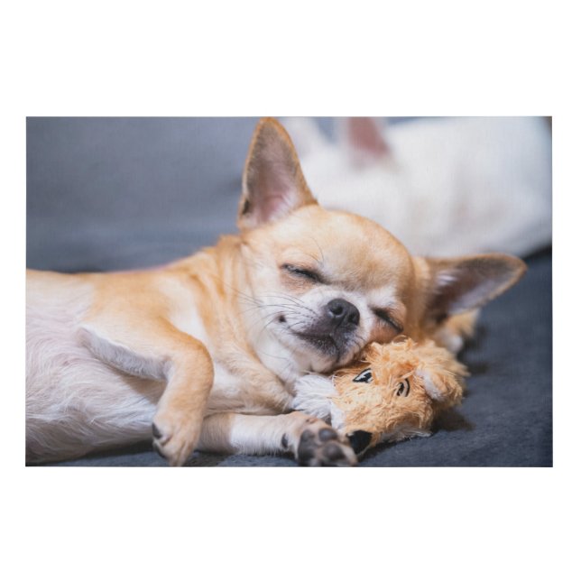 Cutest Baby Animals | Red-haired Chihuahua Dog Faux Canvas Print (Front)