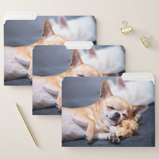 Cutest Baby Animals | Red-haired Chihuahua Dog File Folder (Set)