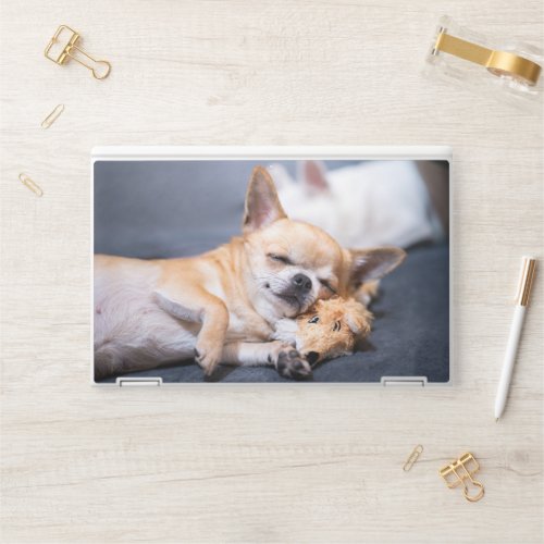 Cutest Baby Animals  Red_haired Chihuahua Dog HP Laptop Skin