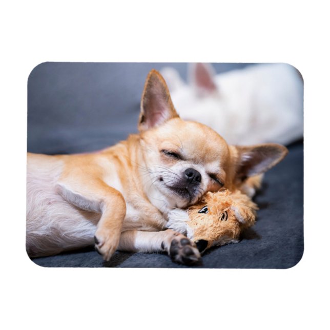 Cutest Baby Animals | Red-haired Chihuahua Dog Magnet (Horizontal)