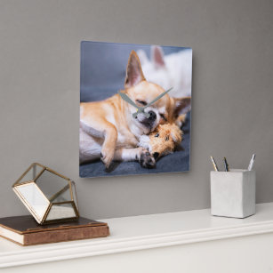 Cutest Baby Animals   Red-haired Chihuahua Dog Square Wall Clock