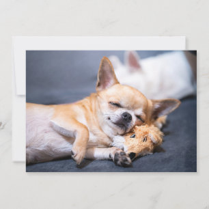 Cutest Baby Animals   Red-haired Chihuahua Dog Thank You Card