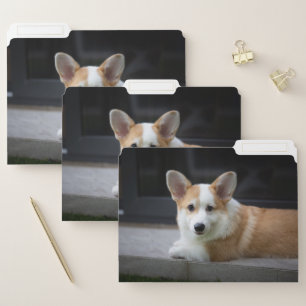 Cutest Baby Animals   Relaxing Corgi Puppy File Folder