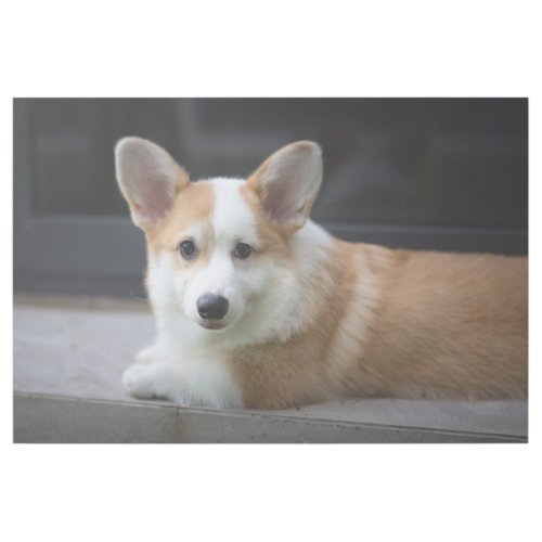 Cutest Baby Animals  Relaxing Corgi Puppy Gallery Wrap