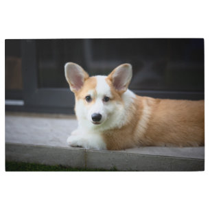 Cutest Baby Animals Relaxing Corgi Puppy Metal Print