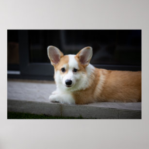 Cutest Baby Animals   Relaxing Corgi Puppy Poster