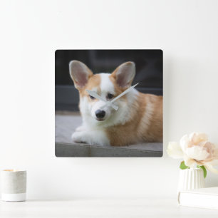 Cutest Baby Animals Relaxing Corgi Puppy Square Wall Clock