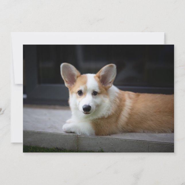 Cutest Baby Animals | Relaxing Corgi Puppy Thank You Card (Front)