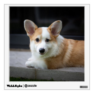 Cutest Baby Animals   Relaxing Corgi Puppy Wall Decal