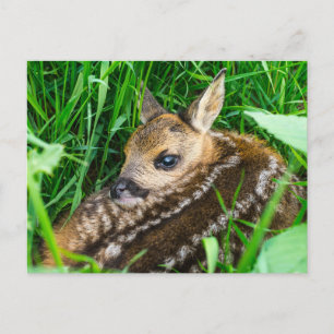 Cutest Baby Animals   Roe Deer Baby Postcard