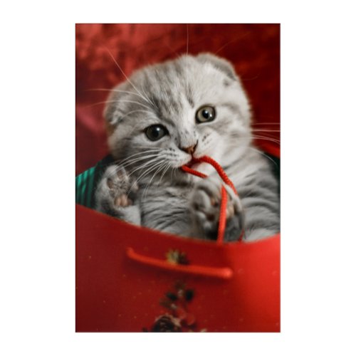 Cutest Baby Animals  Scottish Fold Kitten Acrylic Print
