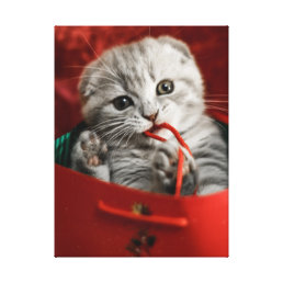 Cutest Baby Animals | Scottish Fold Kitten Canvas Print