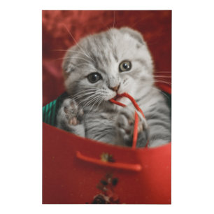 Cutest Baby Animals   Scottish Fold Kitten Faux Canvas Print