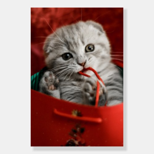 Cutest Baby Animals  Scottish Fold Kitten Foam Board