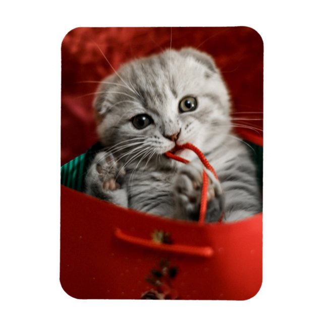 Cutest Baby Animals | Scottish Fold Kitten Magnet (Vertical)