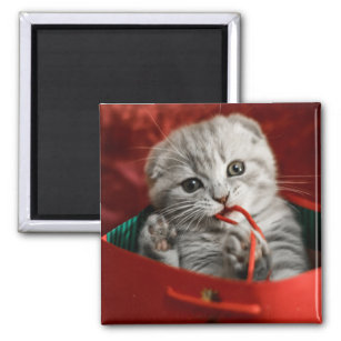 Cutest Baby Animals   Scottish Fold Kitten Magnet