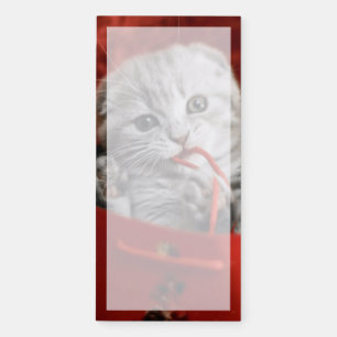 Cutest Baby Animals   Scottish Fold Kitten Magnetic Notepad