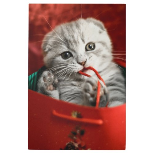 Cutest Baby Animals  Scottish Fold Kitten Metal Print