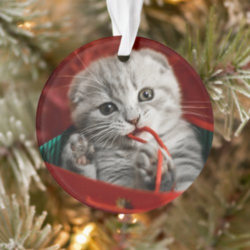 Cutest Baby Animals  Scottish Fold Kitten Ornament