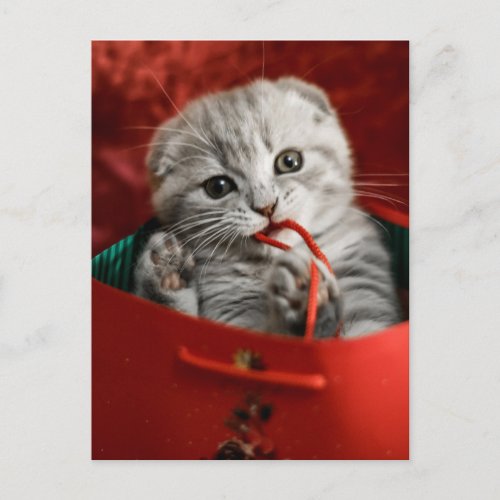 Cutest Baby Animals  Scottish Fold Kitten Postcard