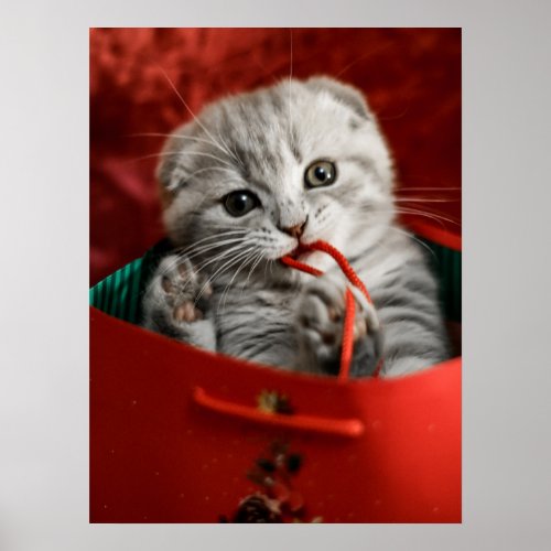 Cutest Baby Animals  Scottish Fold Kitten Poster