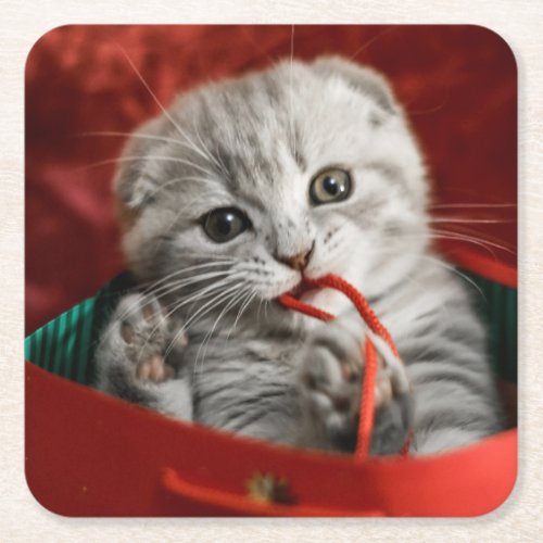 Cutest Baby Animals  Scottish Fold Kitten Square Paper Coaster
