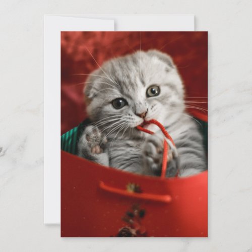 Cutest Baby Animals  Scottish Fold Kitten Thank You Card