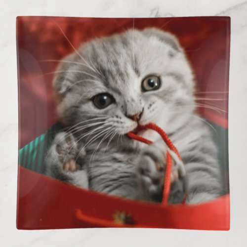 Cutest Baby Animals  Scottish Fold Kitten Trinket Tray
