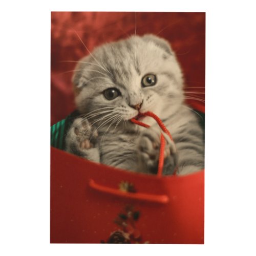 Cutest Baby Animals  Scottish Fold Kitten Wood Wall Art