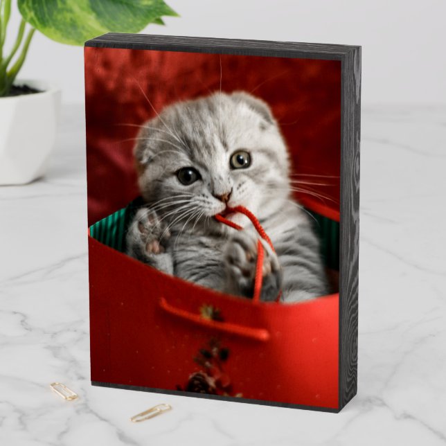 Cutest Baby Animals | Scottish Fold Kitten Wooden Box Sign (In Situ Vertical)