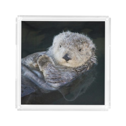 Cutest Baby Animals  Sea Otter Floating Acrylic Tray