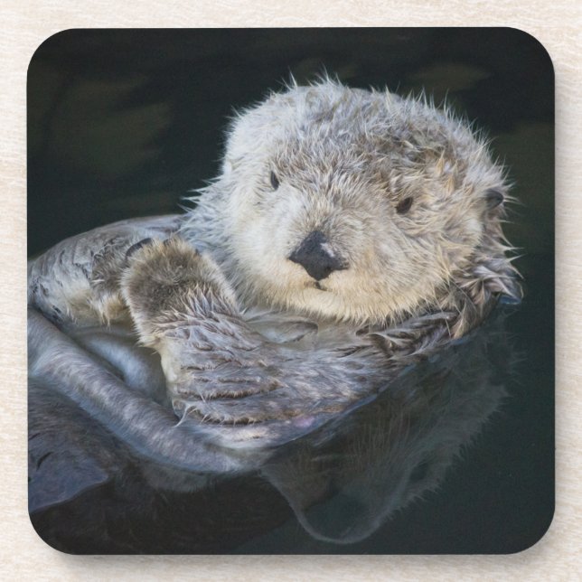 Cutest Baby Animals | Sea Otter Floating Beverage Coaster (Front)