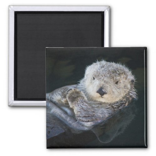 Cutest Baby Animals  Sea Otter Floating Magnet