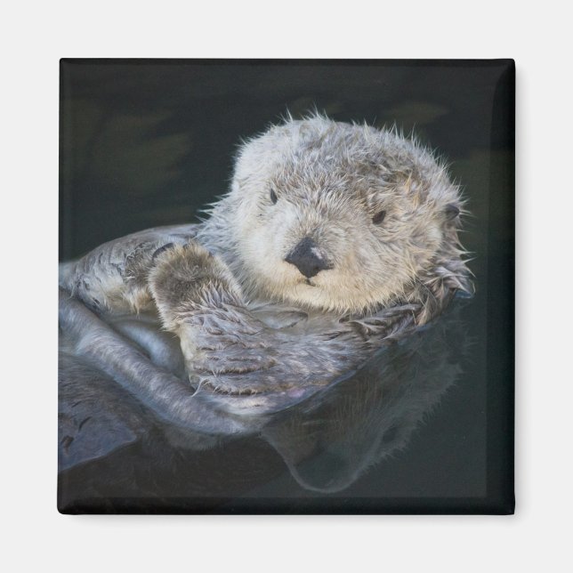 Cutest Baby Animals | Sea Otter Floating Magnet (Front)