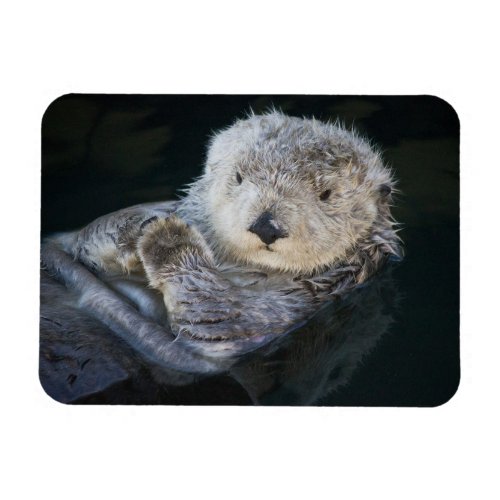 Cutest Baby Animals  Sea Otter Floating Magnet