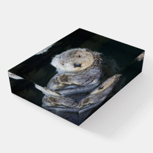 Cutest Baby Animals Sea Otter Floating Paperweight