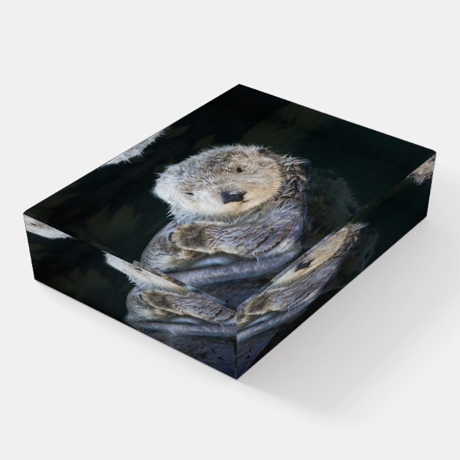 Cutest Baby Animals | Sea Otter Floating Paperweight (Angled)