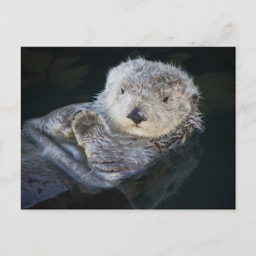 Cutest Baby Animals  Sea Otter Floating Postcard